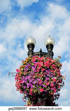 Flowers on a lamppost View Large Photo Image Stock Photo - Flowers on a lamppost. Fotosearch