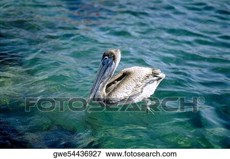 High angle view of a pelican View Large Photo Image Stock Photo - High angle view of a pelican. Fotosearch