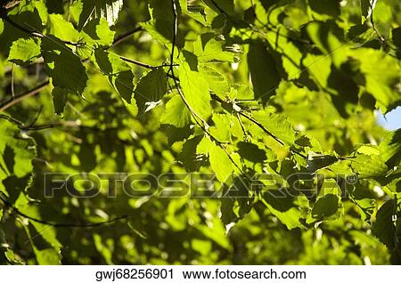 Leaves on a tree, New York City, New York State, USA View Large Photo Image Stock Image - Leaves on a tree, New York City, New York State, USA. Fotosearch
