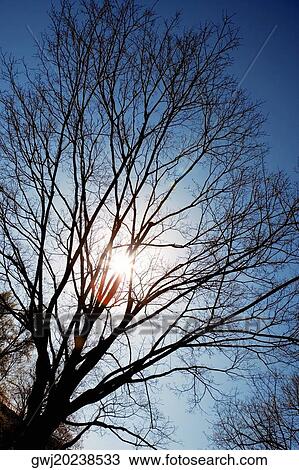 Low angle view of a bare tree at sunset, Washington DC, USA View Large Photo Image Stock Image - Low angle view of a bare tree at sunset, Washington DC, USA. Fotosearch