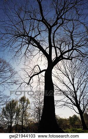 Low angle view of a bare tree at sunset, Washington DC, USA View Large Photo Image Stock Image - Low angle view of a bare tree at sunset, Washington DC, USA. Fotosearch