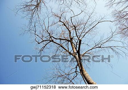Stock Photo - Low angle view of a bare tree, Washington DC, USA. Fotosearch