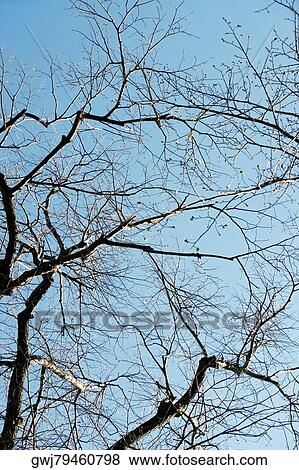 Low angle view of a bare tree, Washington DC, USA View Large Photo Image Stock Photo - Low angle view of a bare tree, Washington DC, USA. Fotosearch