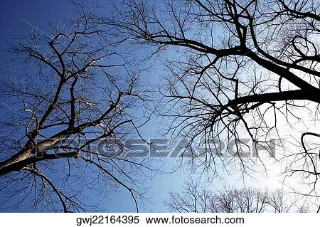 Low angle view of a bare tree, Washington DC, USA View Large Photo Image Stock Photography - Low angle view of a bare tree, Washington DC, USA. Fotosearch