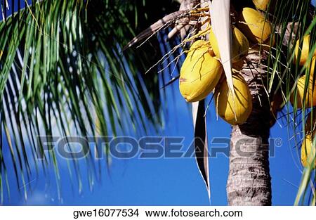 Low angle view of a coconut palm tree View Large Photo Image Picture - Low angle view of a coconut palm tree. Fotosearch