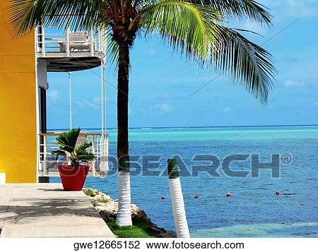 Stock Image - Palm tree at the frontyard of a house by the sea. Fotosearch