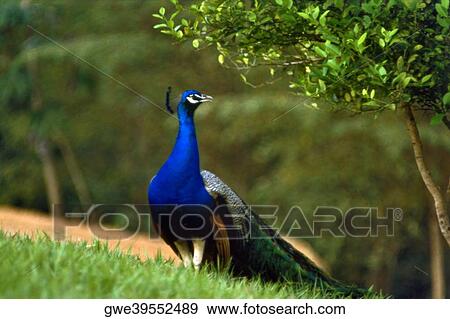 Stock Photo - Peacock standing on a lawn. Fotosearch