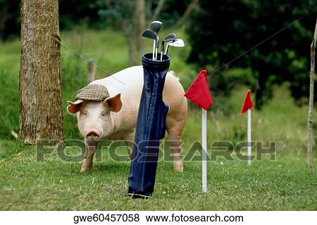 Pig standing in front of a golf bag View Large Photo Image Stock Photo - Pig standing in front of a golf bag. Fotosearch