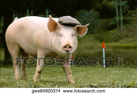 Pig wearing a cap View Large Photo Image Picture - Pig wearing a cap. Fotosearch
