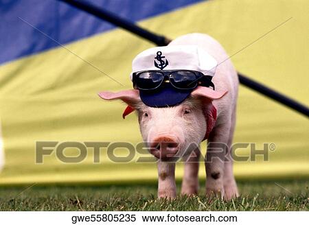 Piglet wearing a cap and sunglasses View Large Photo Image Stock Photography - Piglet wearing a cap and sunglasses. Fotosearch