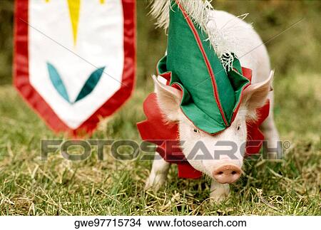 Piglet wearing a cap View Large Photo Image Picture - Piglet wearing a cap. Fotosearch