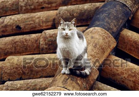 Portrait of a cat sitting on shingles View Large Photo Image Stock Photo - Portrait of a cat sitting on shingles. Fotosearch