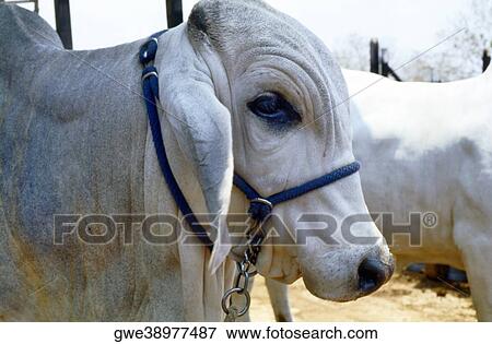 Side profile of a bull View Large Photo Image Stock Photo - Side profile of a bull. Fotosearch