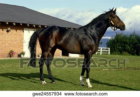 Picture - Side profile of a horse. Fotosearch