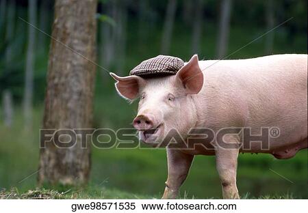 Side profile of a pig wearing a cap View Large Photo Image Stock Photography - Side profile of a pig wearing a cap. Fotosearch