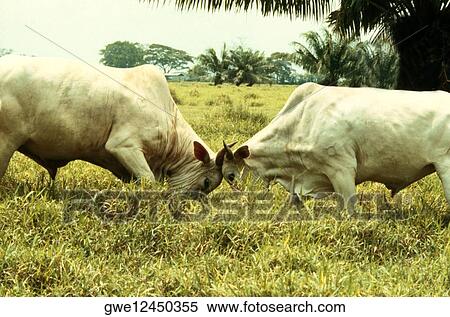 Side profile of two bulls fighting View Large Photo Image Stock Photography - Side profile of two bulls fighting. Fotosearch