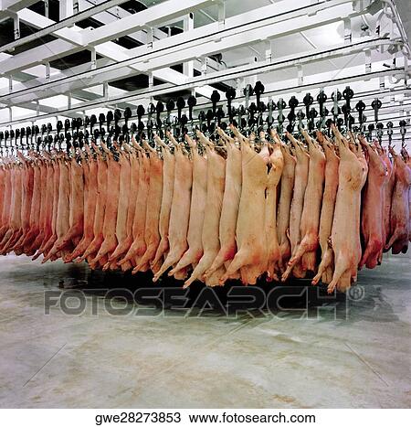 Skinned pigs hanging in a slaughterhouse View Large Photo Image Stock Image - Skinned pigs hanging in a slaughterhouse. Fotosearch