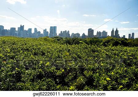 Skyscrapers behind trees, New York City, New York State, USA View Large Photo Image Stock Image - Skyscrapers behind trees, New York City, New York State, USA. Fotosearch