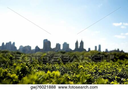 Skyscrapers behind trees, New York City, New York State, USA View Large Photo Image Stock Photo - Skyscrapers behind trees, New York City, New York State, USA. Fotosearch