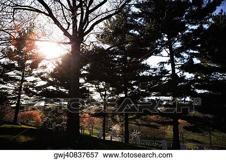 Sunset over thick forest, Washington DC, USA View Large Photo Image Stock Photo - Sunset over thick forest, Washington DC, USA. Fotosearch