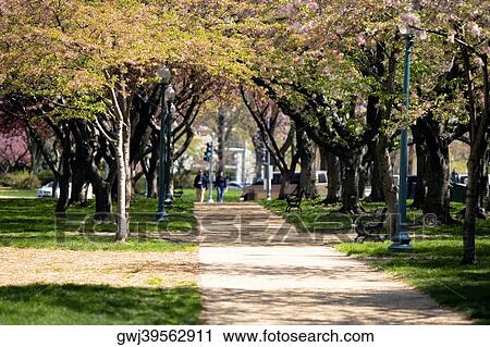 Trees along the walkway during the cherry blossom, Washington DC, USA View Large Photo Image Stock Image - Trees along the walkway during the cherry blossom, Washington DC, USA. Fotosearch