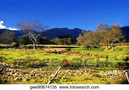 Trees on a landscape View Large Photo Image Stock Photography - Trees on a landscape. Fotosearch