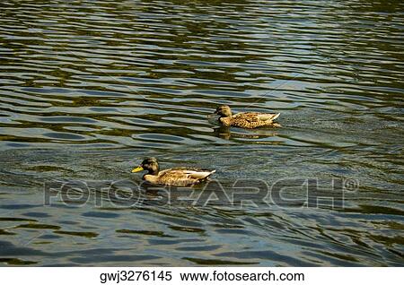 Two ducks swimming on water, Boston, Massachusetts, USA View Large Photo Image Stock Photography - Two ducks swimming on water, Boston, Massachusetts, USA. Fotosearch