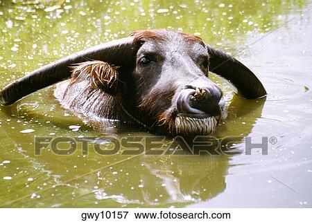 Stock Photo - Close-up of a buffalo lazing in a pond, Ishigaki Island, Japan. Fotosearch