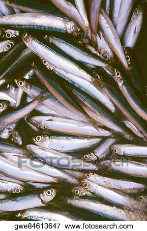 Stock Photo - Close-up of a fish. Fotosearch