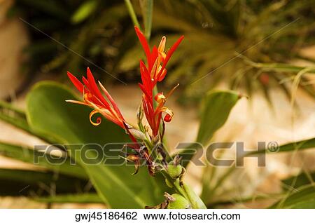Close-up of a flower View Large Photo Image Stock Image - Close-up of a flower. Fotosearch