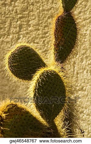 Close-up of a hairy cactus View Large Photo Image Stock Photo - Close-up of a hairy cactus. Fotosearch