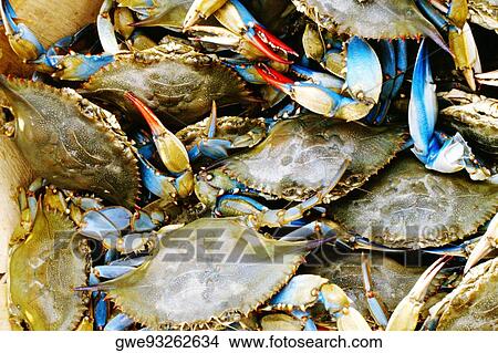 Picture - Close-up of a heap of crabs, Annapolis, Maryland, USA. Fotosearch
