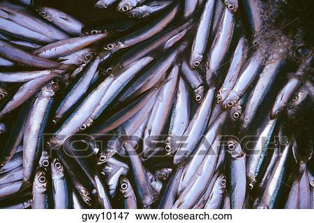 Stock Photo - Close-up of a heap of fish, Uwajima, Shikoku, Japan. Fotosearch