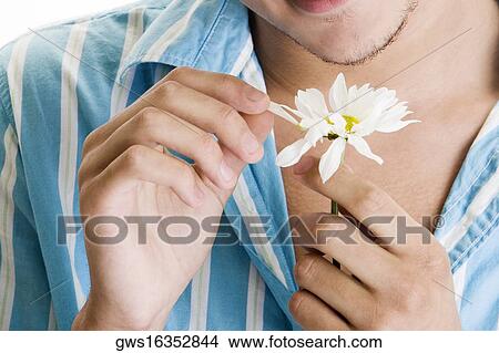 Close-up of a man's hand picking petals of a flower View Large Photo Image Picture - Close-up of a man's hand picking petals of a flower. Fotosearch