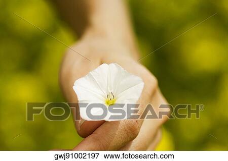 Stock Photo - Close-up of a person's hand holding a flower. Fotosearch