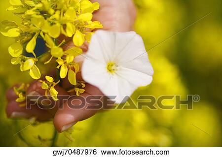 Close-up of a person's hand holding flowers View Large Photo Image Stock Photograph - Close-up of a person's hand holding flowers. Fotosearch