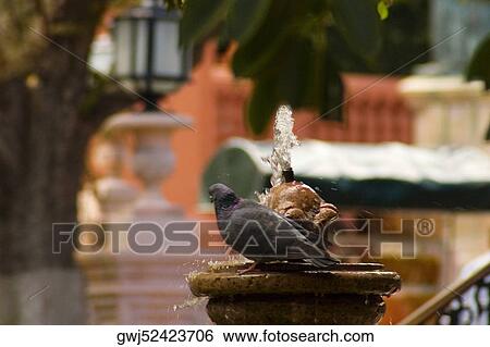 Close-up of a pigeon on a fountain, Mexico View Large Photo Image Stock Photograph - Close-up of a pigeon on a fountain, Mexico. Fotosearch