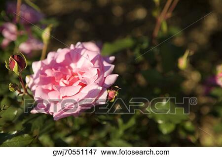 Stock Photo - Close-up of a rose with buds. Fotosearch