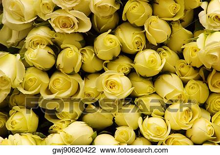 Close-up of a stack of roses View Large Photo Image Stock Image - Close-up of a stack of roses. Fotosearch