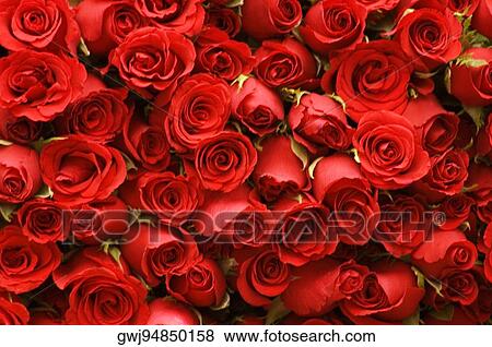 Close-up of a stack of roses View Large Photo Image Stock Photo - Close-up of a stack of roses. Fotosearch