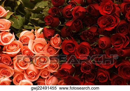Stock Photography - Close-up of a stack of roses. Fotosearch