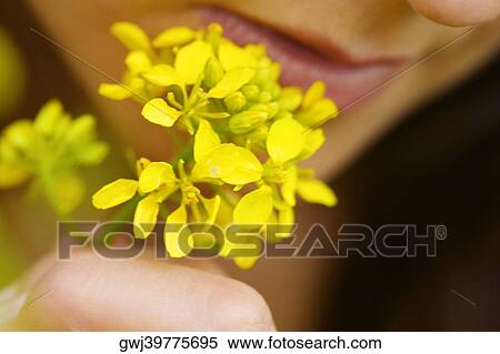 Close-up of a young woman holding flowers View Large Photo Image Stock Photography - Close-up of a young woman holding flowers. Fotosearch