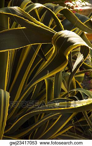 Close-up of cactus leaves View Large Photo Image Stock Image - Close-up of cactus leaves. Fotosearch