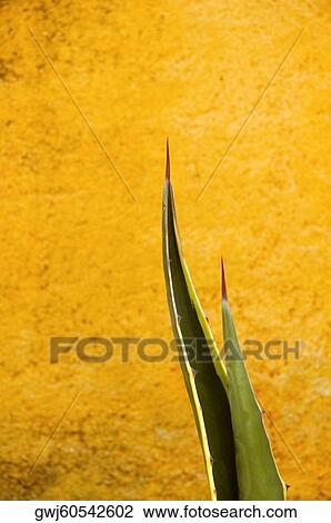 Close-up of cactus leaves View Large Photo Image Stock Image - Close-up of cactus leaves. Fotosearch