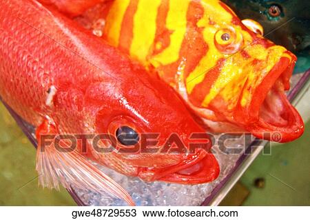 Close-up of colorful fish in a market, Okinawa, Japan View Large Photo Image Stock Image - Close-up of colorful fish in a market, Okinawa, Japan. Fotosearch