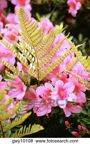 Close-up of flowers, Fern and Azaleas, Nijo Castle, Kyoto, Japan View Large Photo Image Stock Photo - Close-up of flowers, Fern and Azaleas, Nijo Castle, Kyoto, Japan. Fotosearch