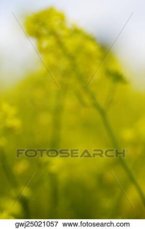 Stock Photo - Close-up of flowers in a field. Fotosearch