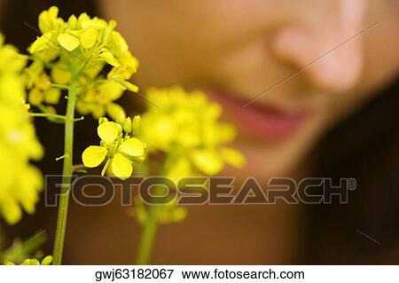 Close-up of flowers View Large Photo Image Stock Photo - Close-up of flowers. Fotosearch