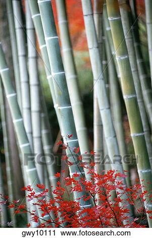 Close-up of maple leaves and bamboo stems, Kyoto, Japan View Large Photo Image Stock Image - Close-up of maple leaves and bamboo stems, Kyoto, Japan. Fotosearch
