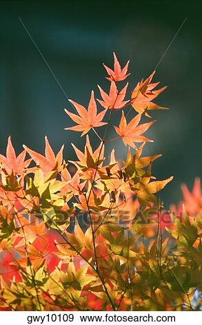 Close-up of maple leaves, Kodaiji Temple, Kyoto, Japan View Large Photo Image Stock Photo - Close-up of maple leaves, Kodaiji Temple, Kyoto, Japan. Fotosearch